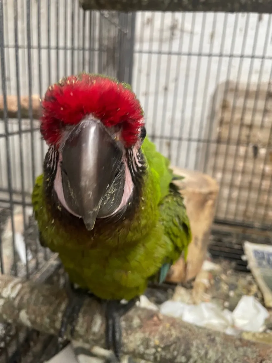 Baby military macaws - Image 4