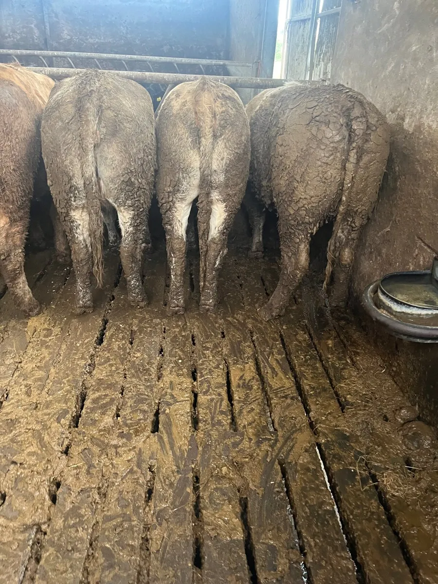 Store heifers - Image 2