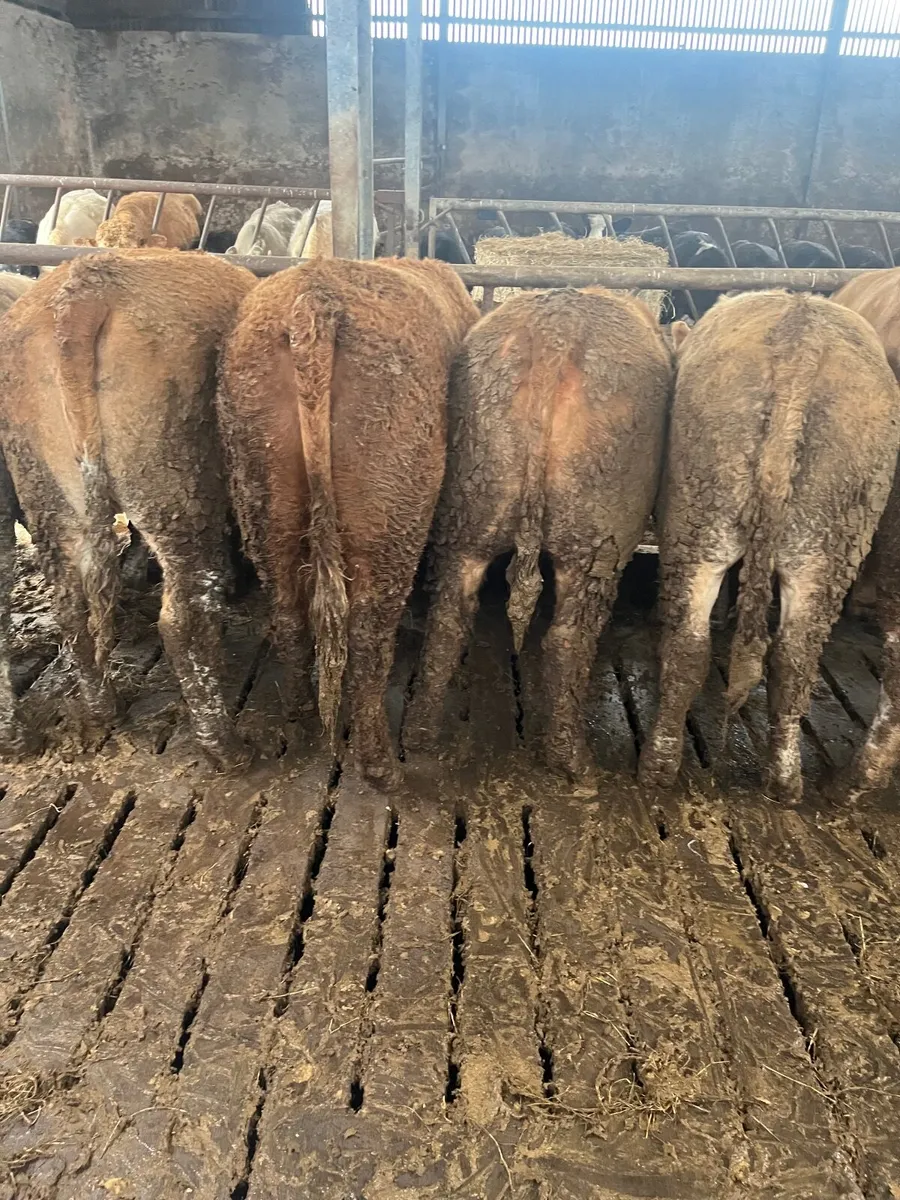 Store heifers - Image 3