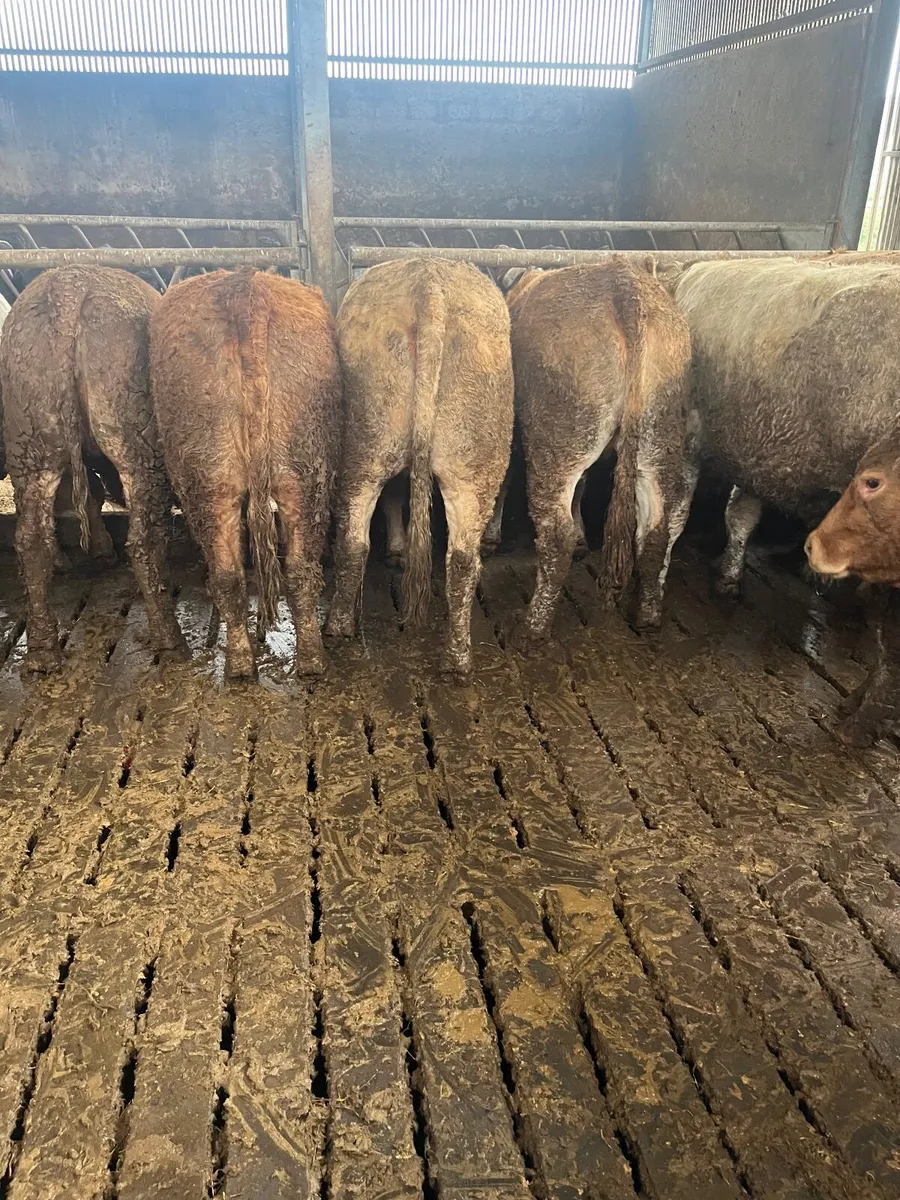 Store heifers - Image 4