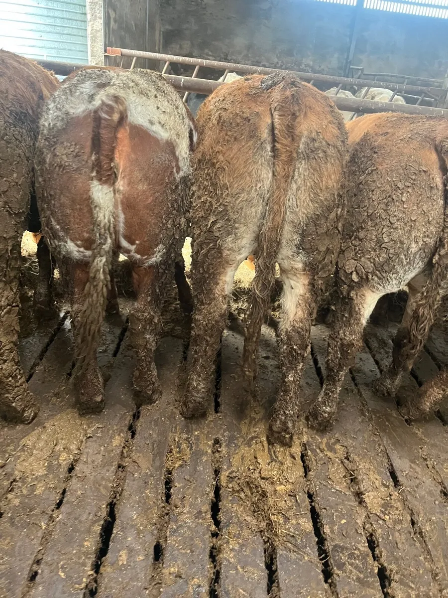 Store heifers - Image 1