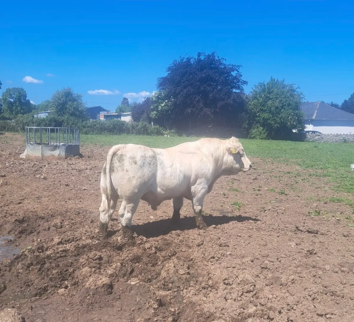 Charolais Bull