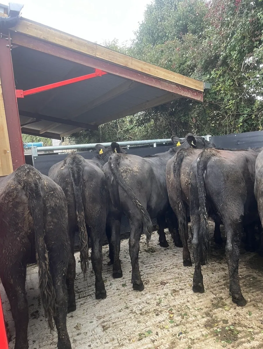 9 super 420kg Angus heifers - Image 1