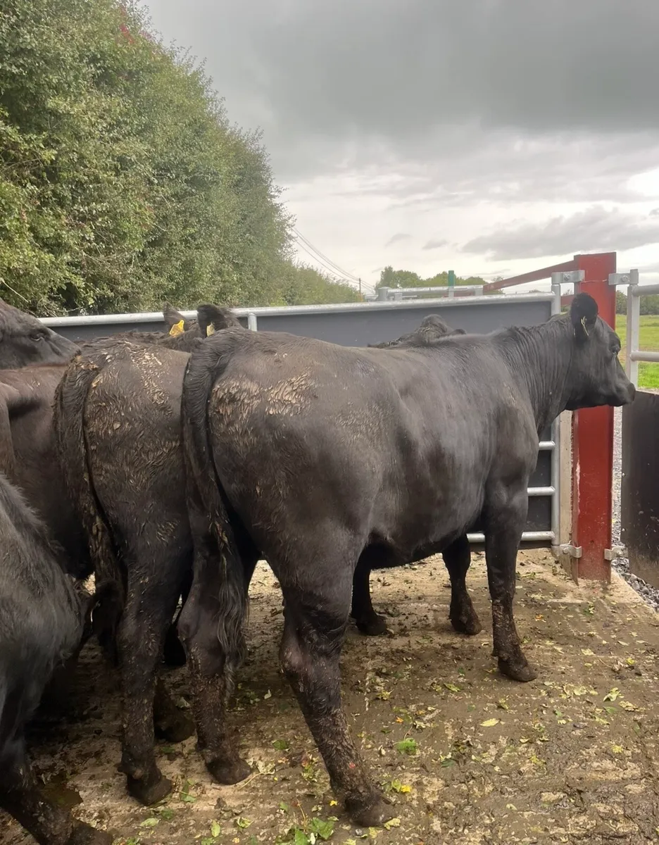 9 super 420kg Angus heifers - Image 2