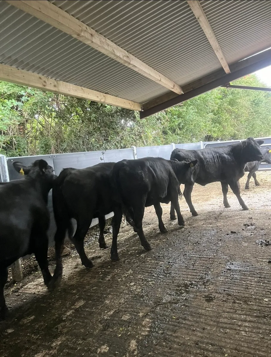 9 super 420kg Angus heifers - Image 3