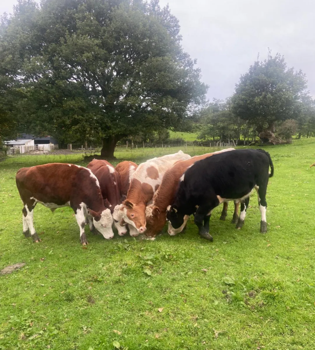 Six 330/360kg store bullocks - Image 1