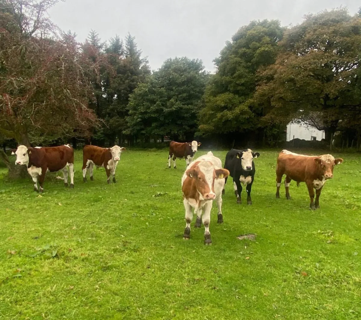 Six 330/360kg store bullocks - Image 2