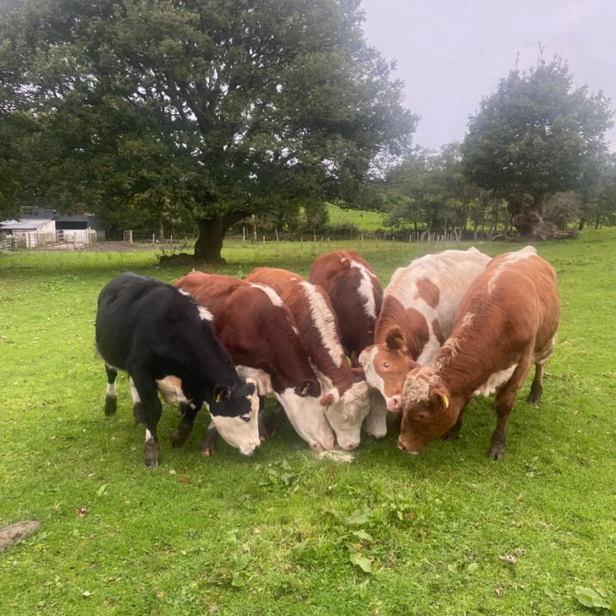Six 330/360kg store bullocks - Image 3
