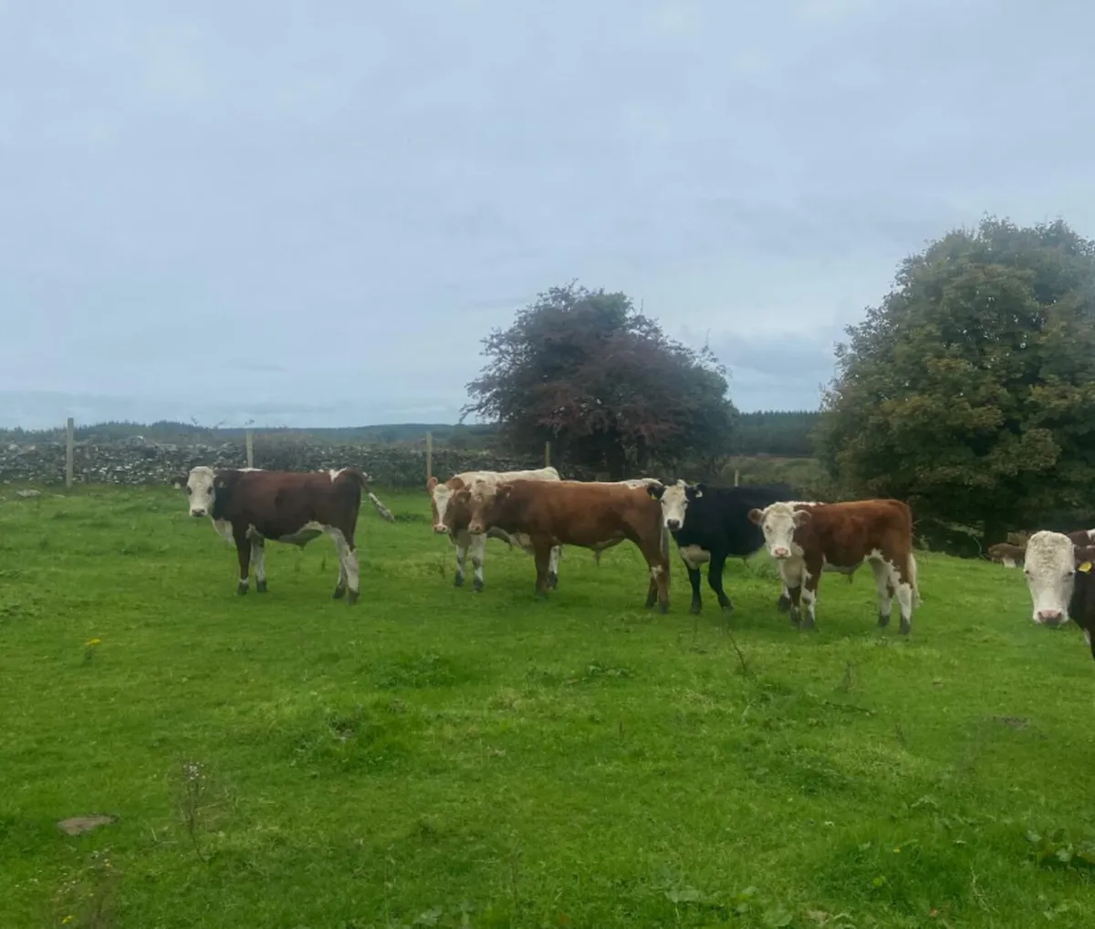 Six 330/360kg store bullocks - Image 4