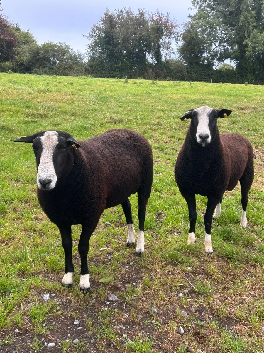 Purebred Zwartble rams - Image 1