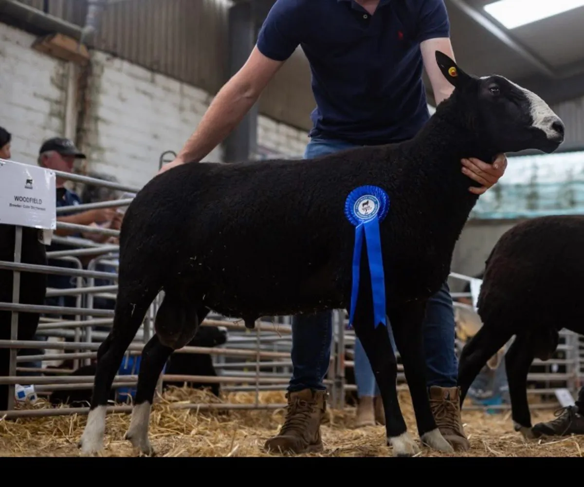 Purebred Zwartble rams - Image 3