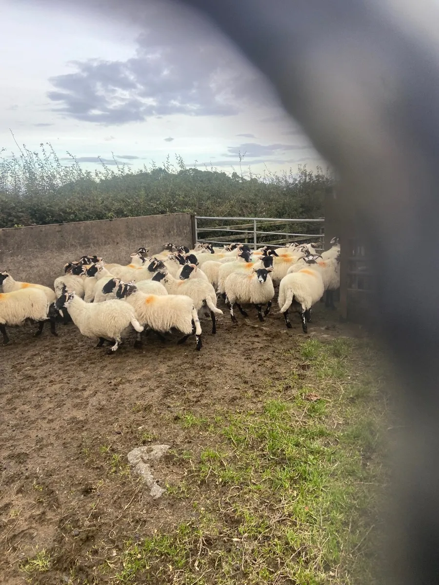Sheep - Image 1