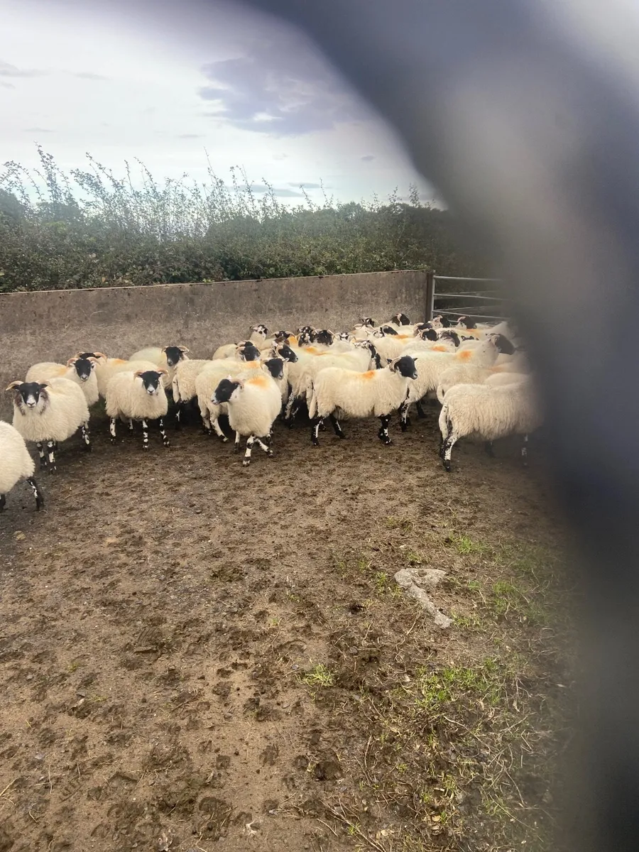 Sheep - Image 2