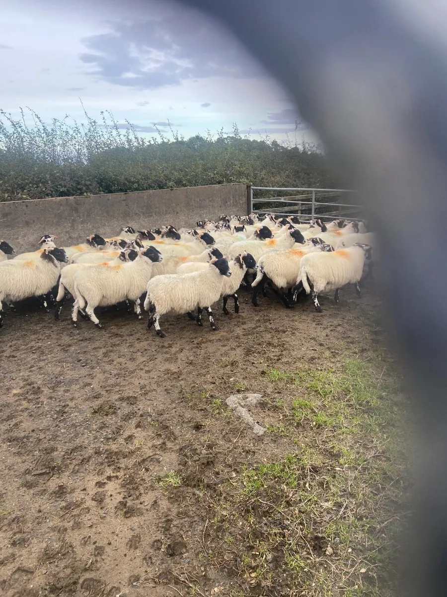 Sheep - Image 3