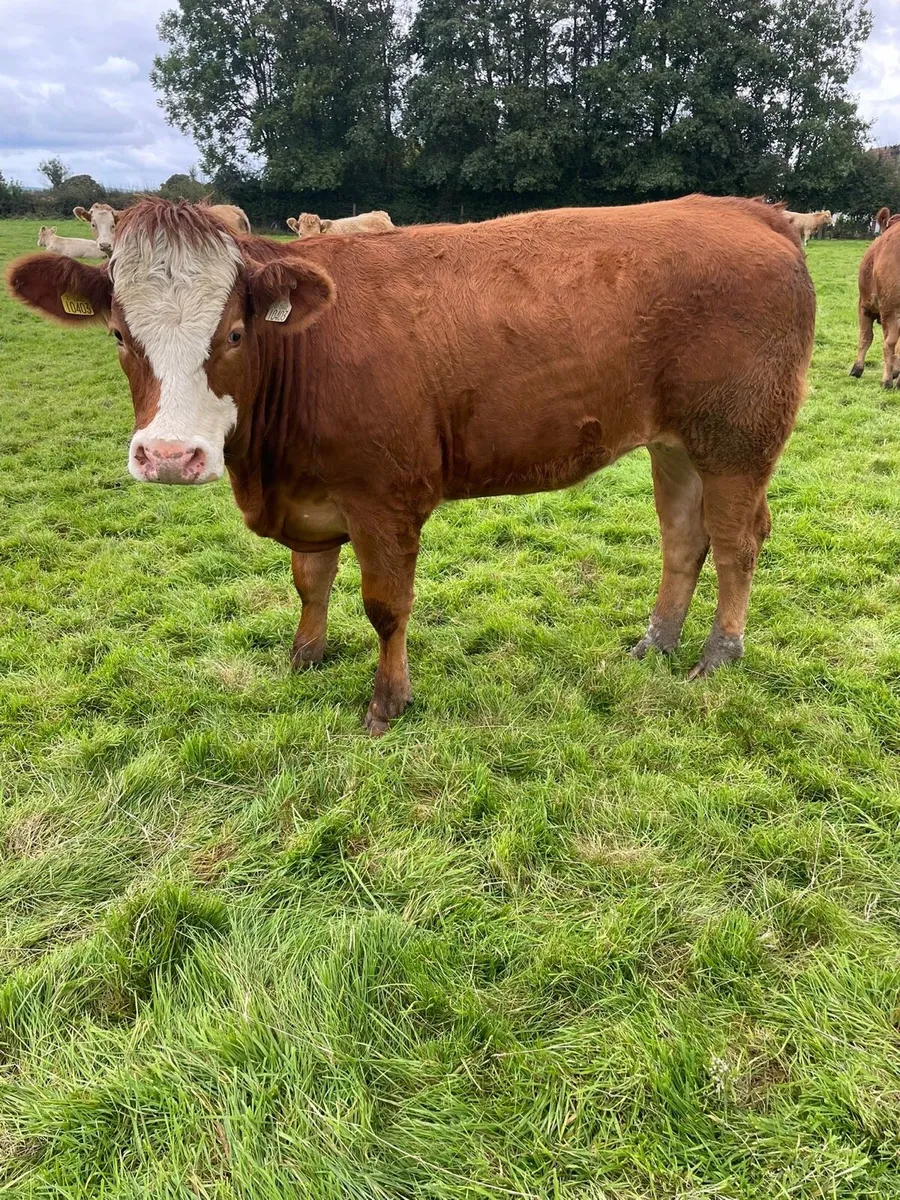 Bulling heifers Castlerea mart - Image 1