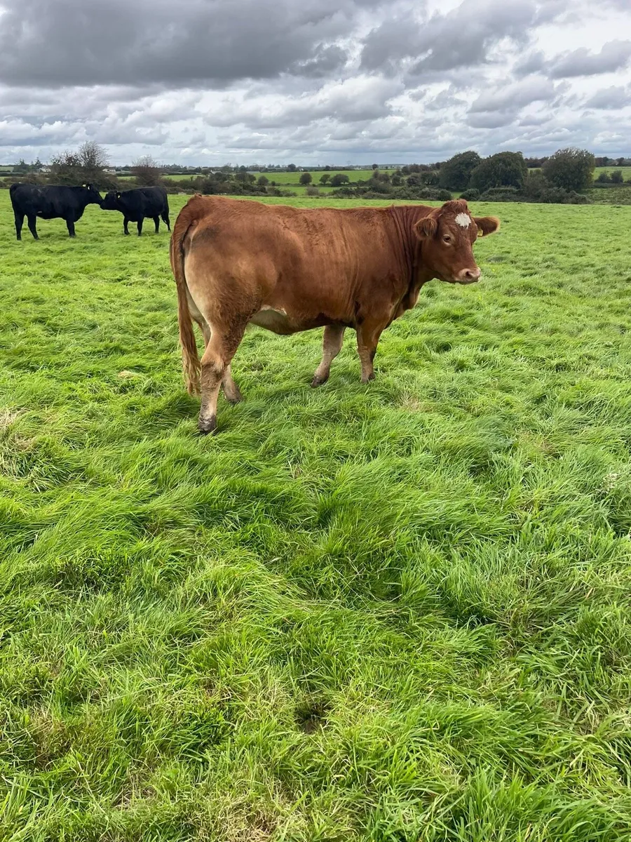 Bulling heifers Castlerea mart - Image 2