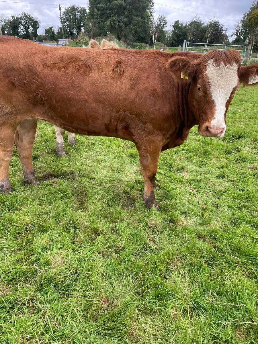Bulling heifers Castlerea mart - Image 3