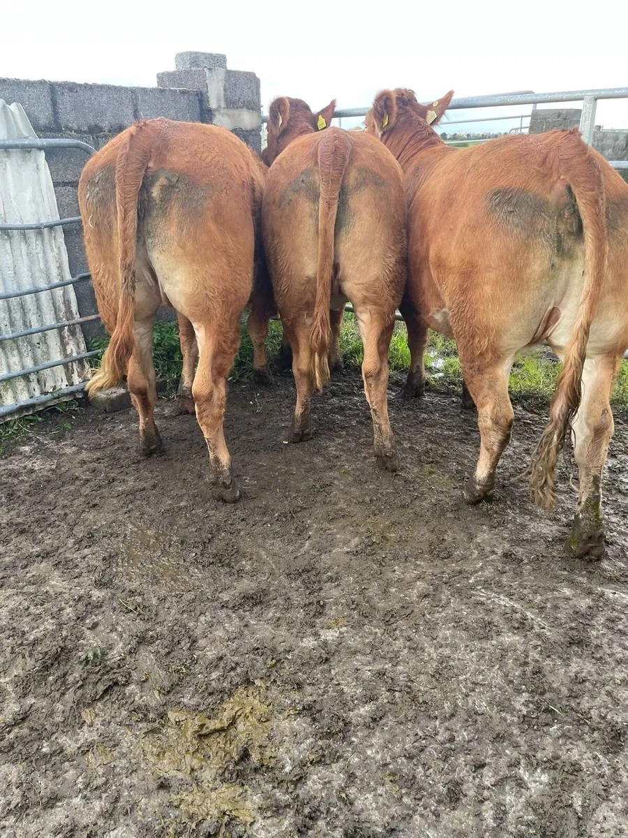 Bulling heifers Castlerea mart - Image 4