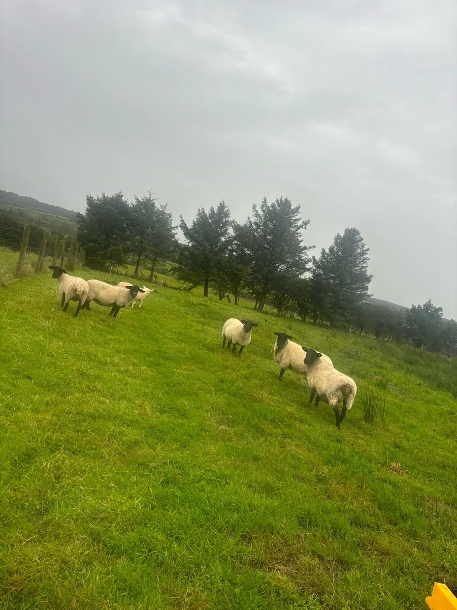 SuffolkX 2nd crop ewes - Image 2