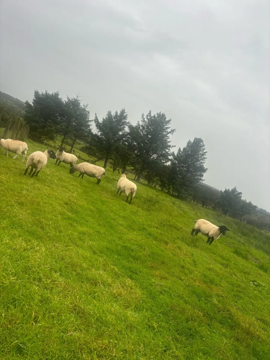 SuffolkX 2nd crop ewes - Image 3