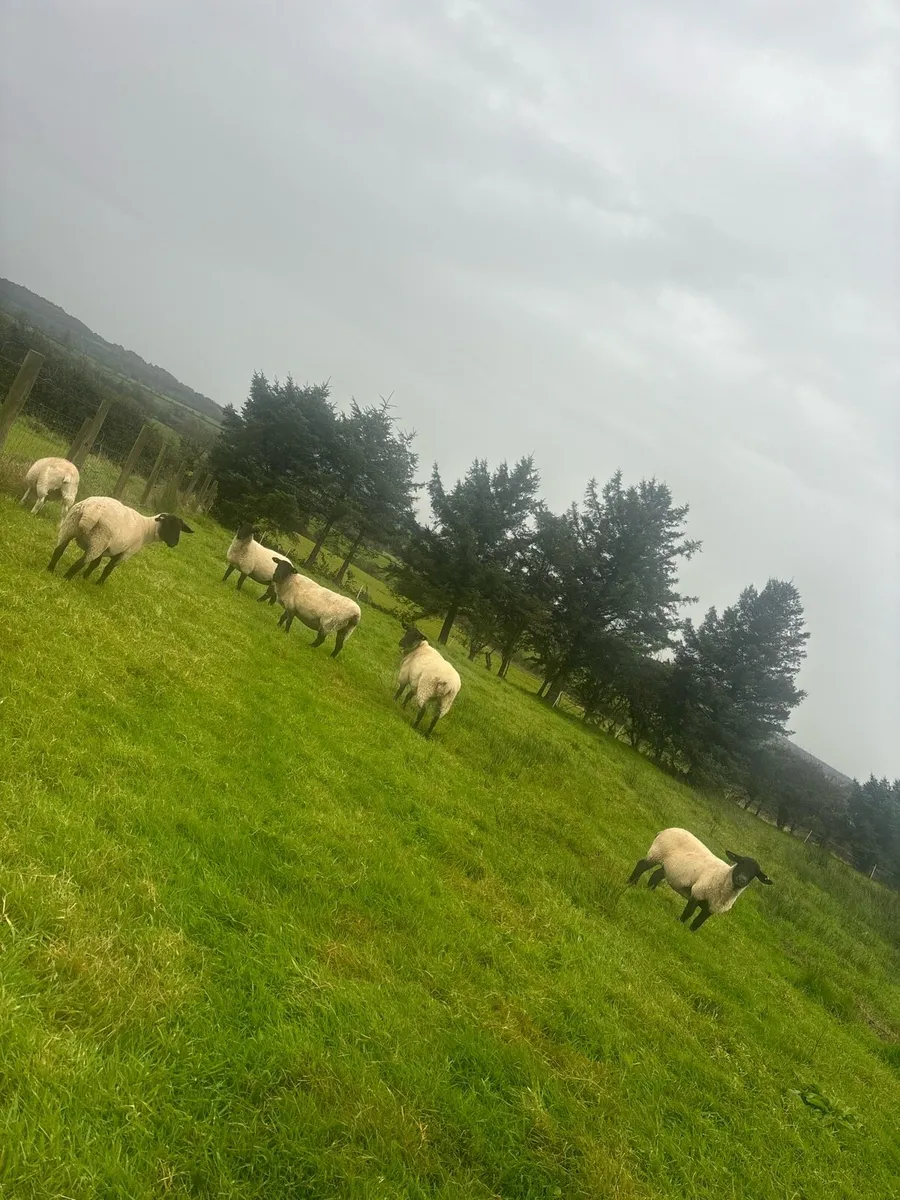 SuffolkX 2nd crop ewes - Image 4