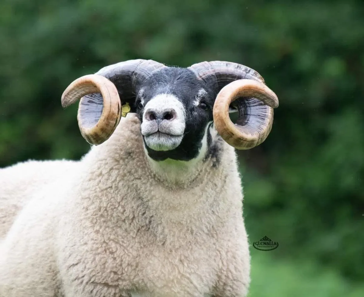 Lanark Rams - Image 1