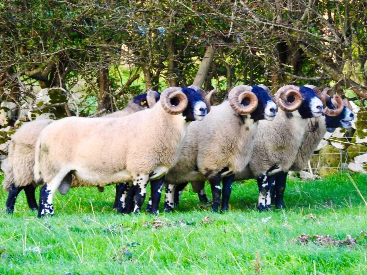 Lanark Rams - Image 2