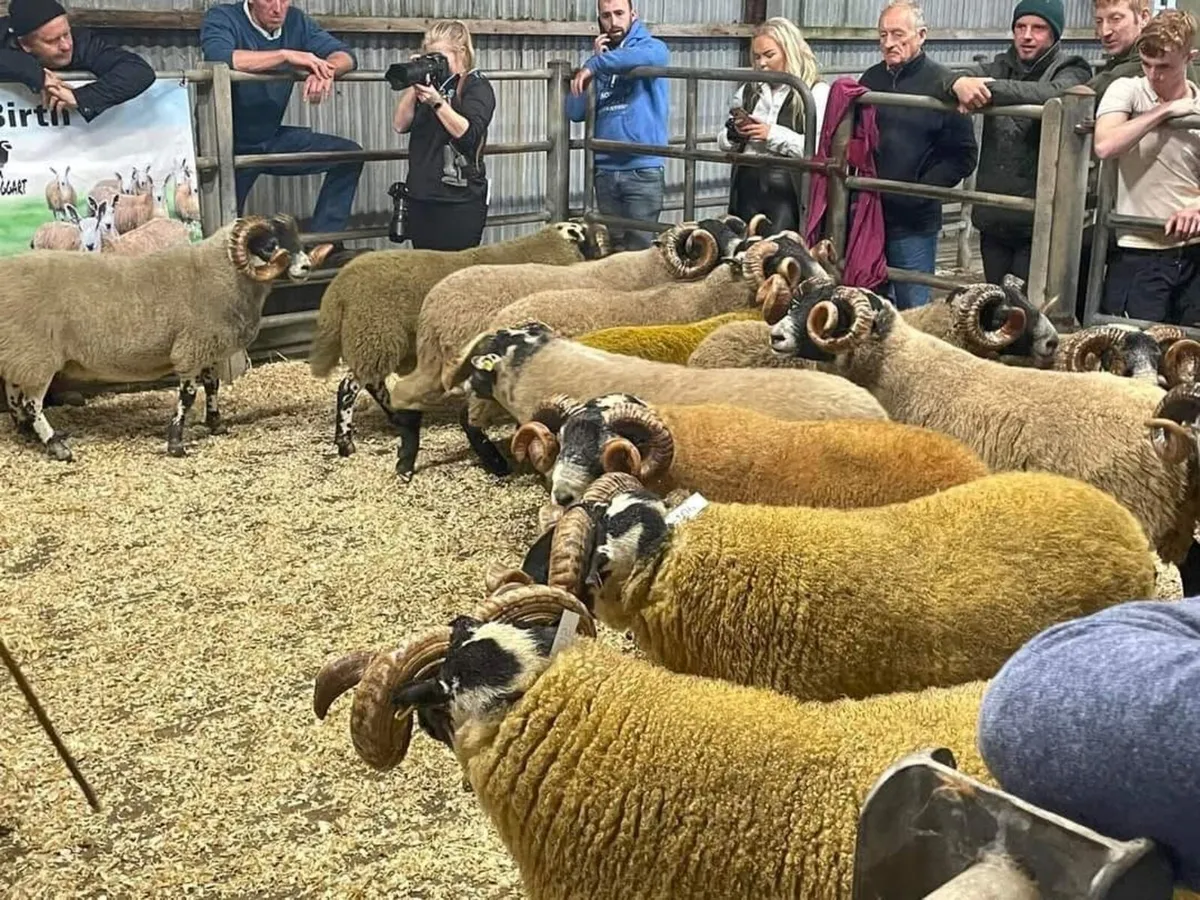 Lanark Rams - Image 3