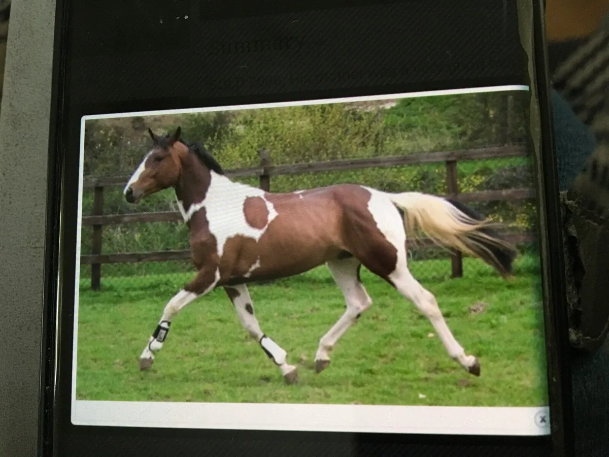 Wanted coloured horse