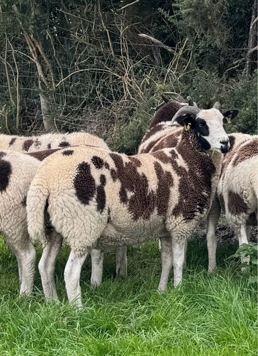Pedigree Jacob Hoggots & Ewes - Image 1