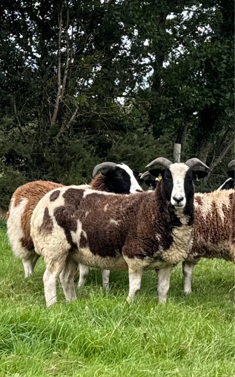 Pedigree Jacob Hoggots & Ewes - Image 2