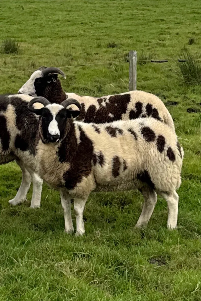 Pedigree Jacob Hoggots & Ewes - Image 3