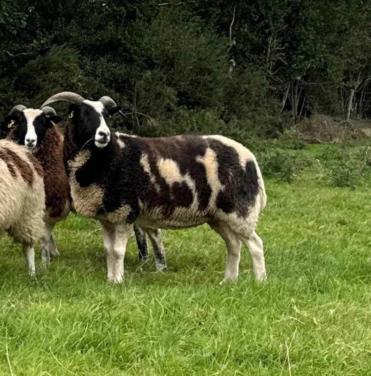 Pedigree Jacob Hoggots & Ewes - Image 4