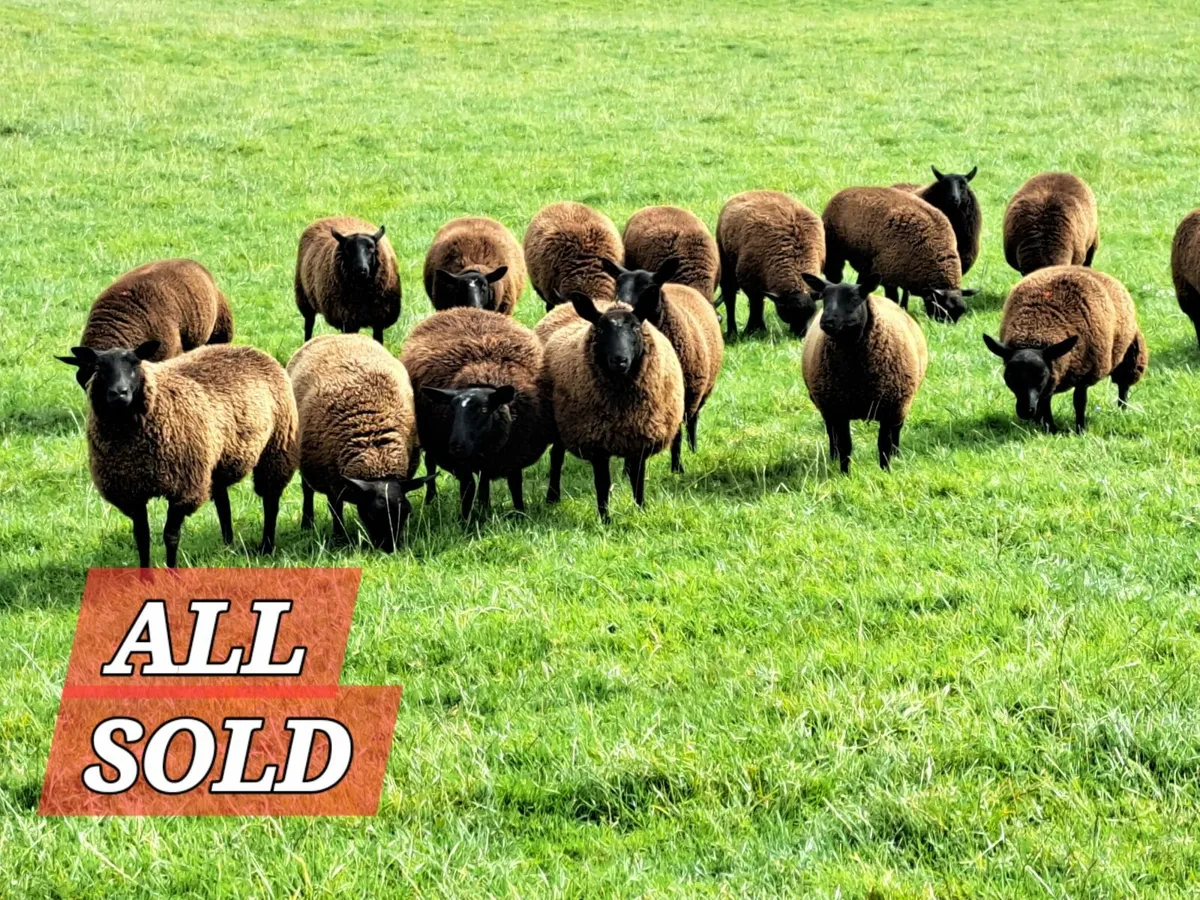 Dutch Spotted X Ewe Lambs - Image 1