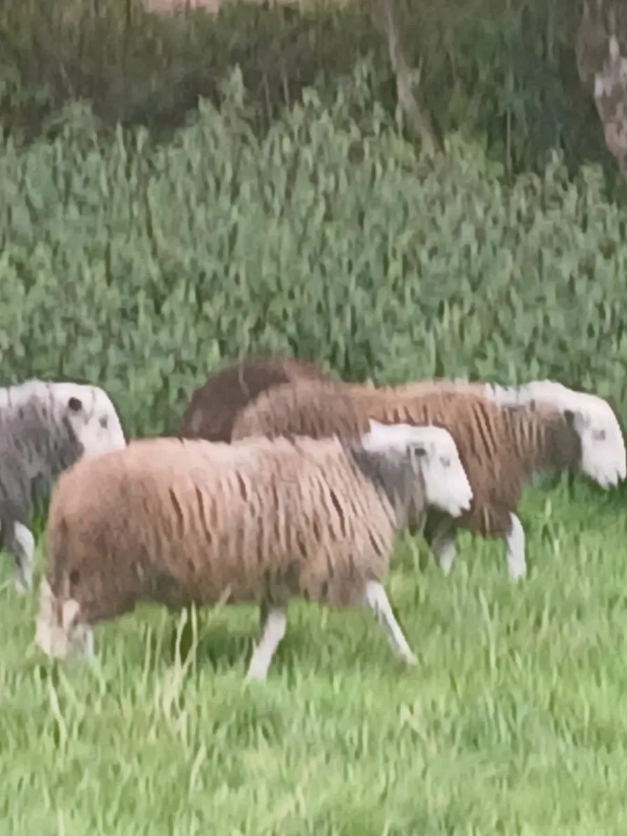 Herdwick lambs - Image 1
