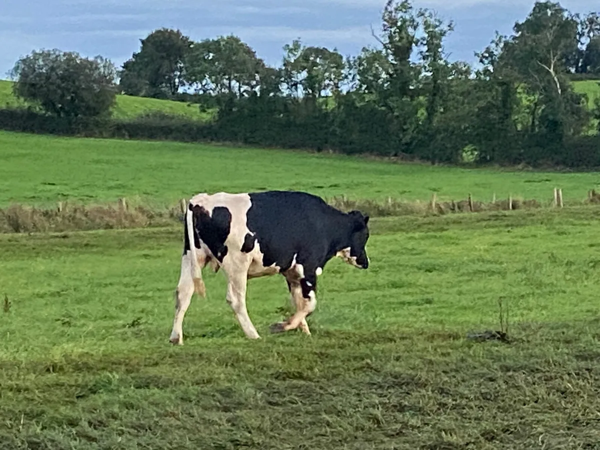 2 V well bred Holstein Bulls- serving at present - Image 1