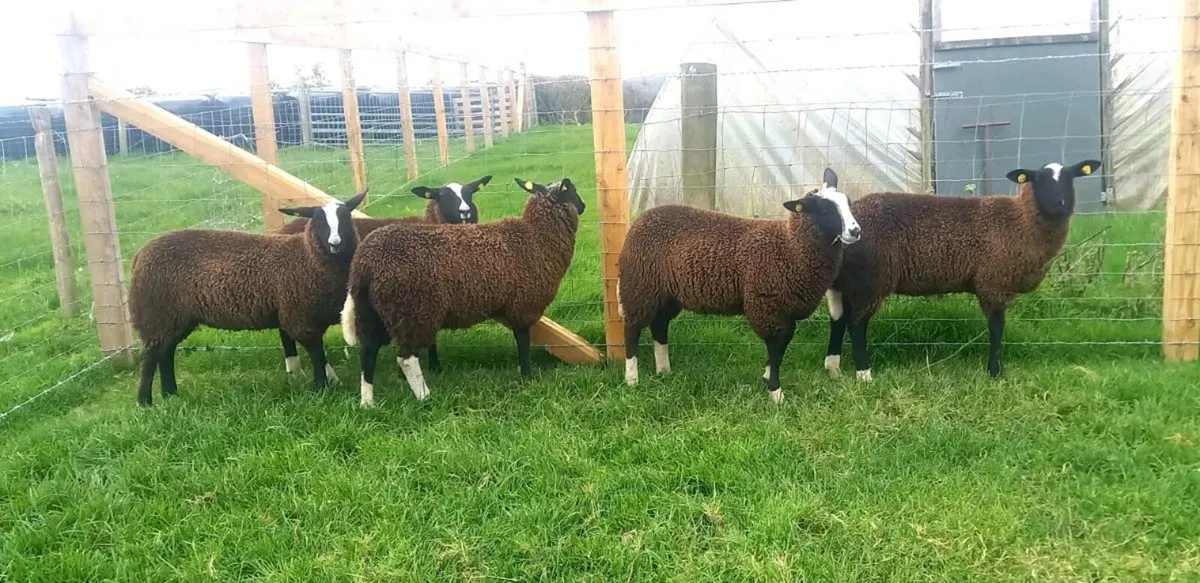 ZWARBLE  BREEDING  EWE  LAMBS - Image 1