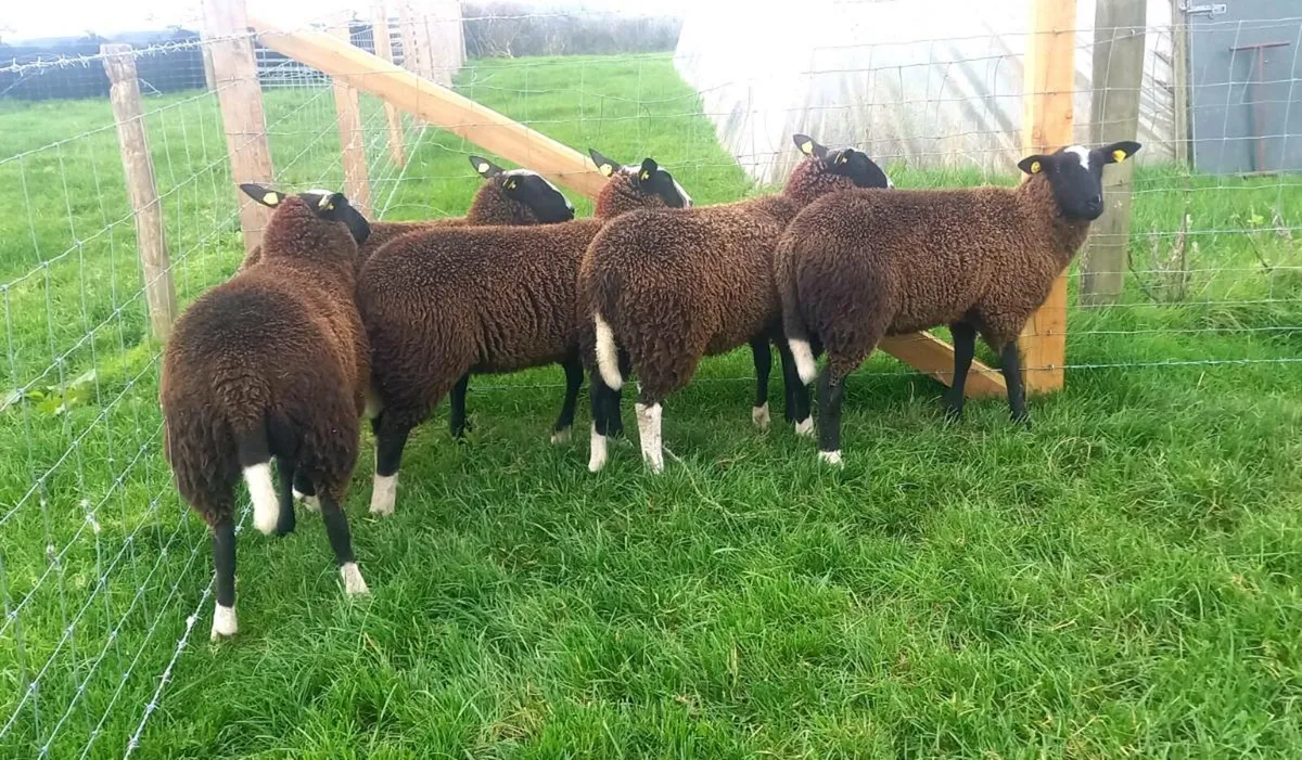 ZWARBLE  BREEDING  EWE  LAMBS - Image 2