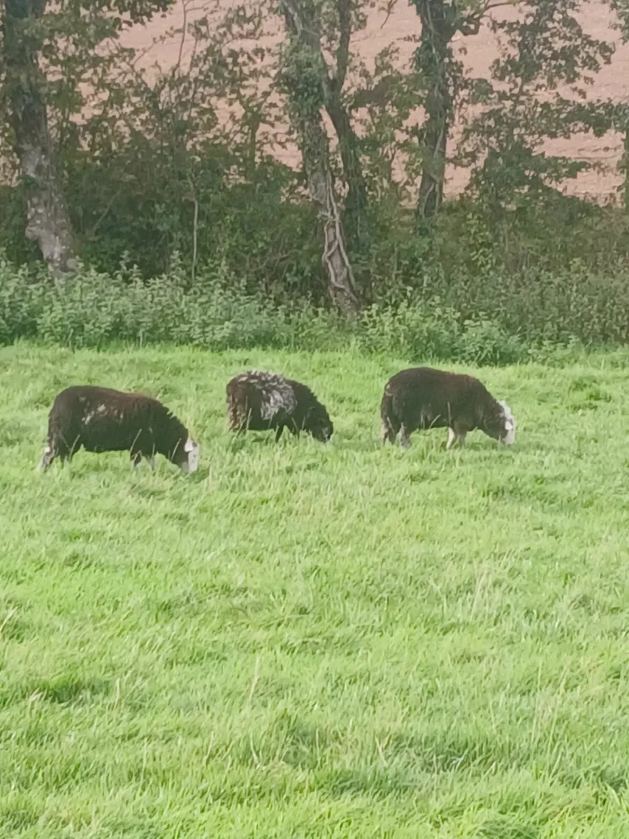Herdwick lambs - Image 4