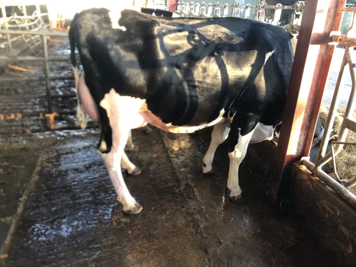 2 V well bred Holstein Bulls- serving at present - Image 2
