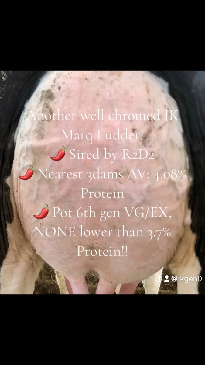 2 V well bred Holstein Bulls- serving at present - Image 4