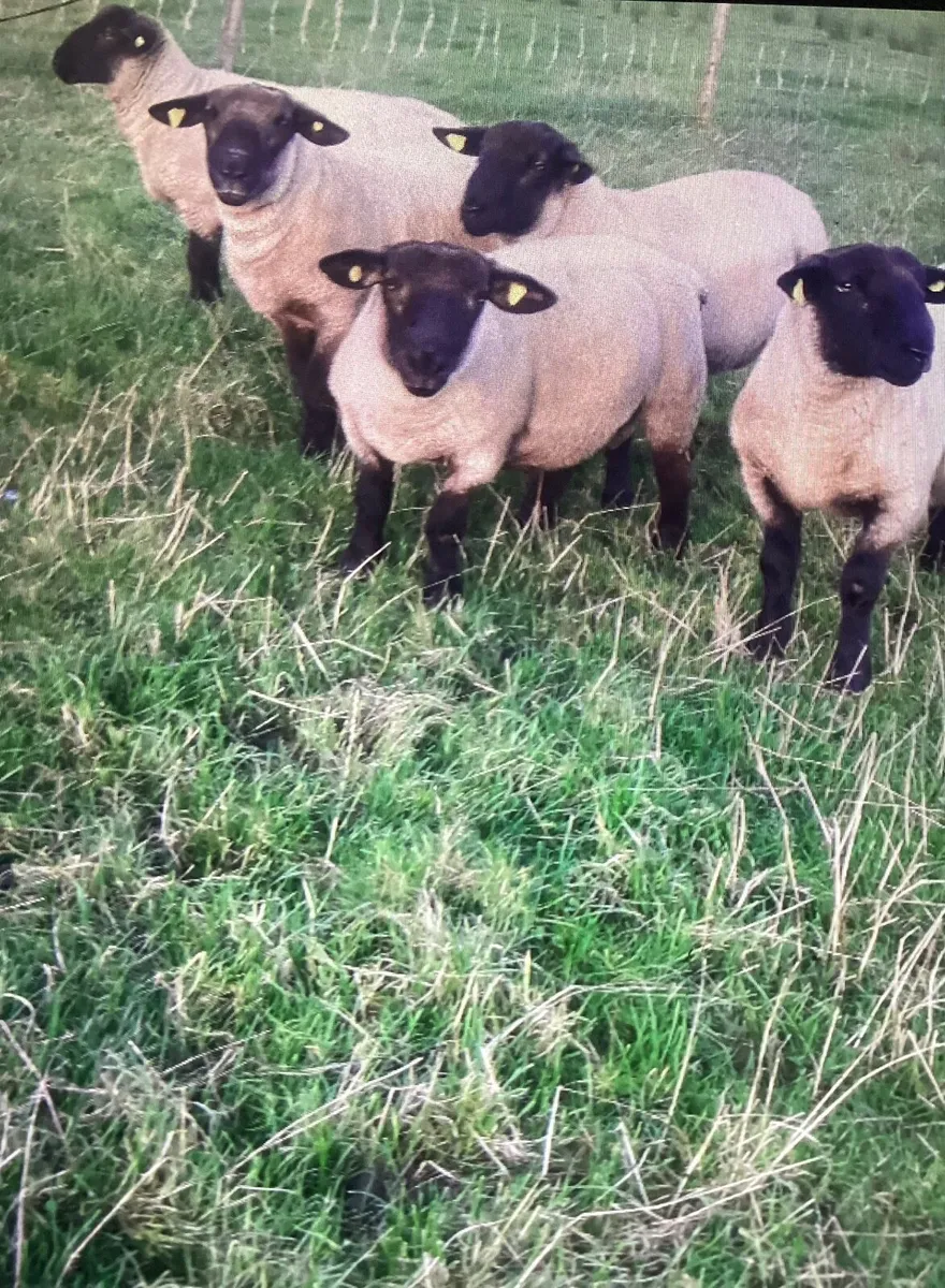SUFTEX  RAM