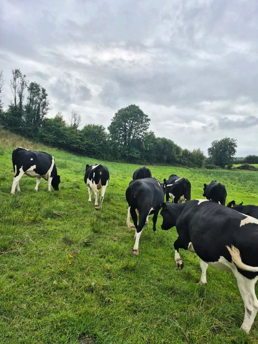 8 Autumn calving heifers - Image 1