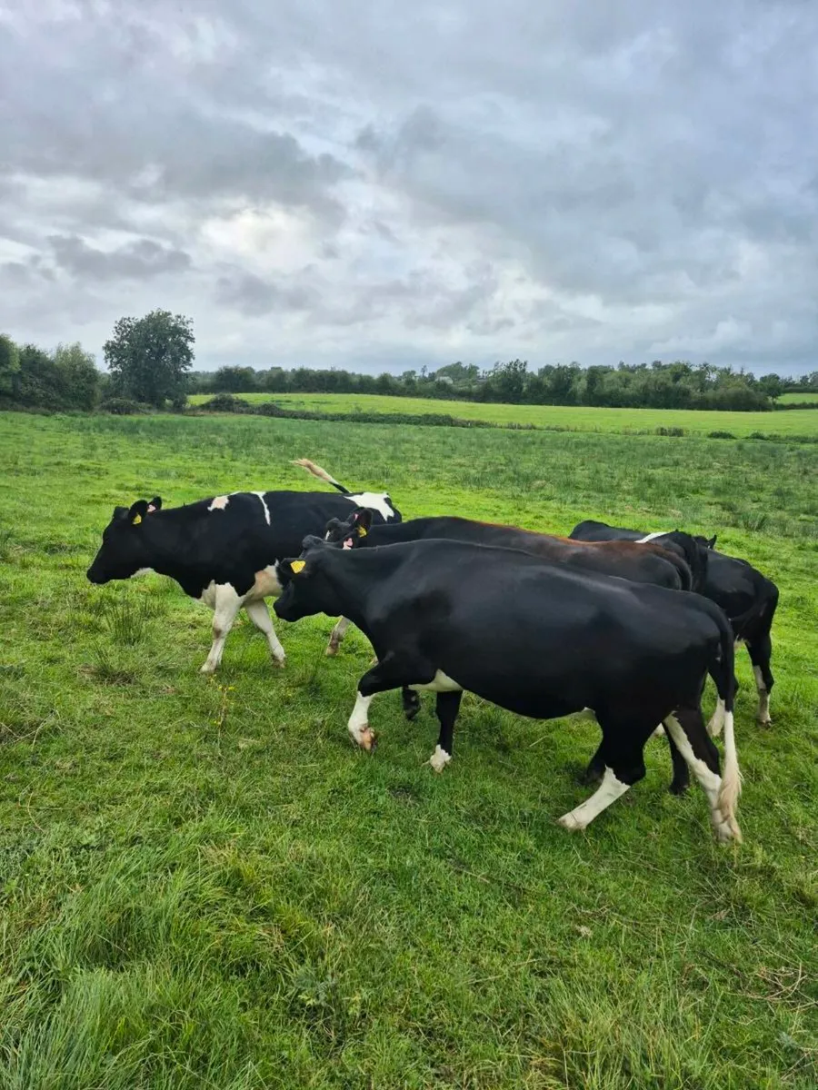 8 Autumn calving heifers - Image 2
