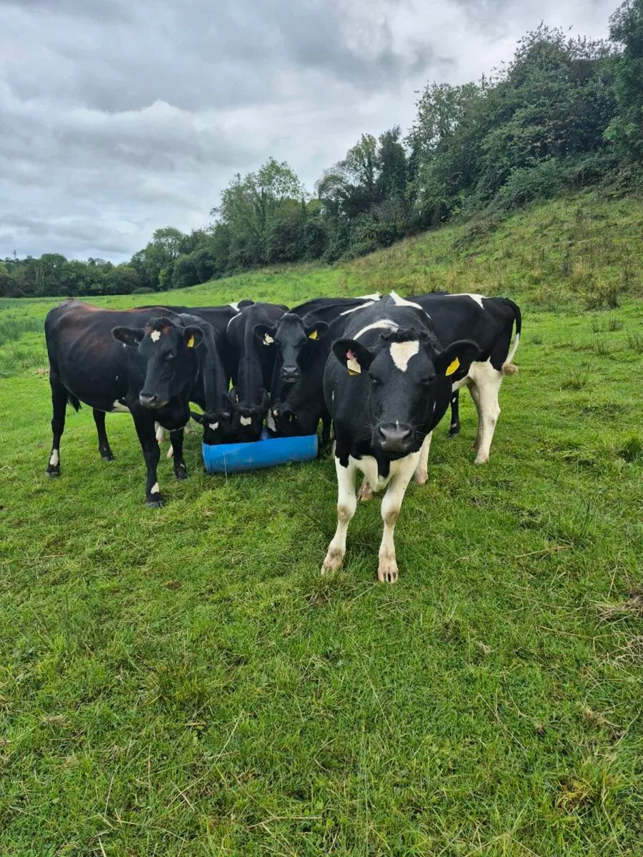 8 Autumn calving heifers - Image 3