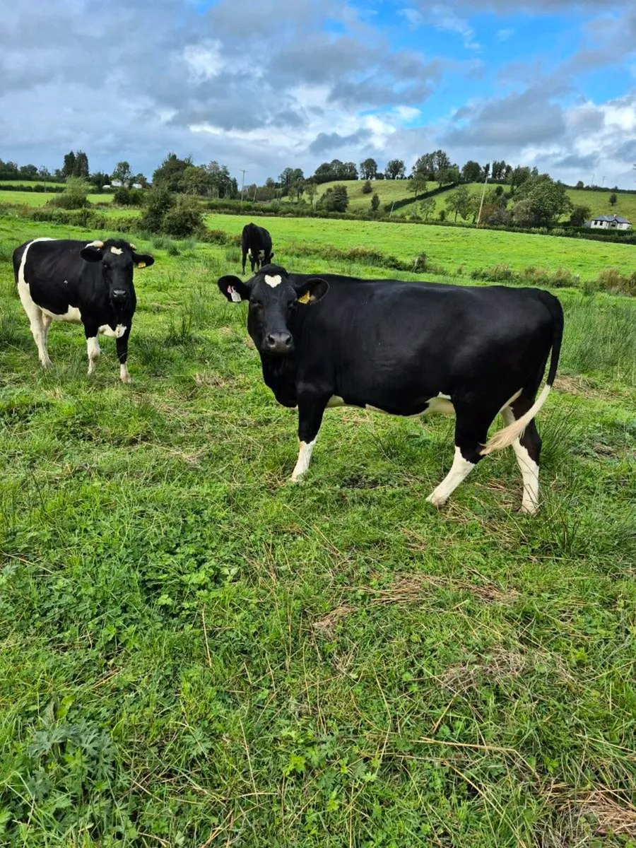 8 Autumn calving heifers - Image 4