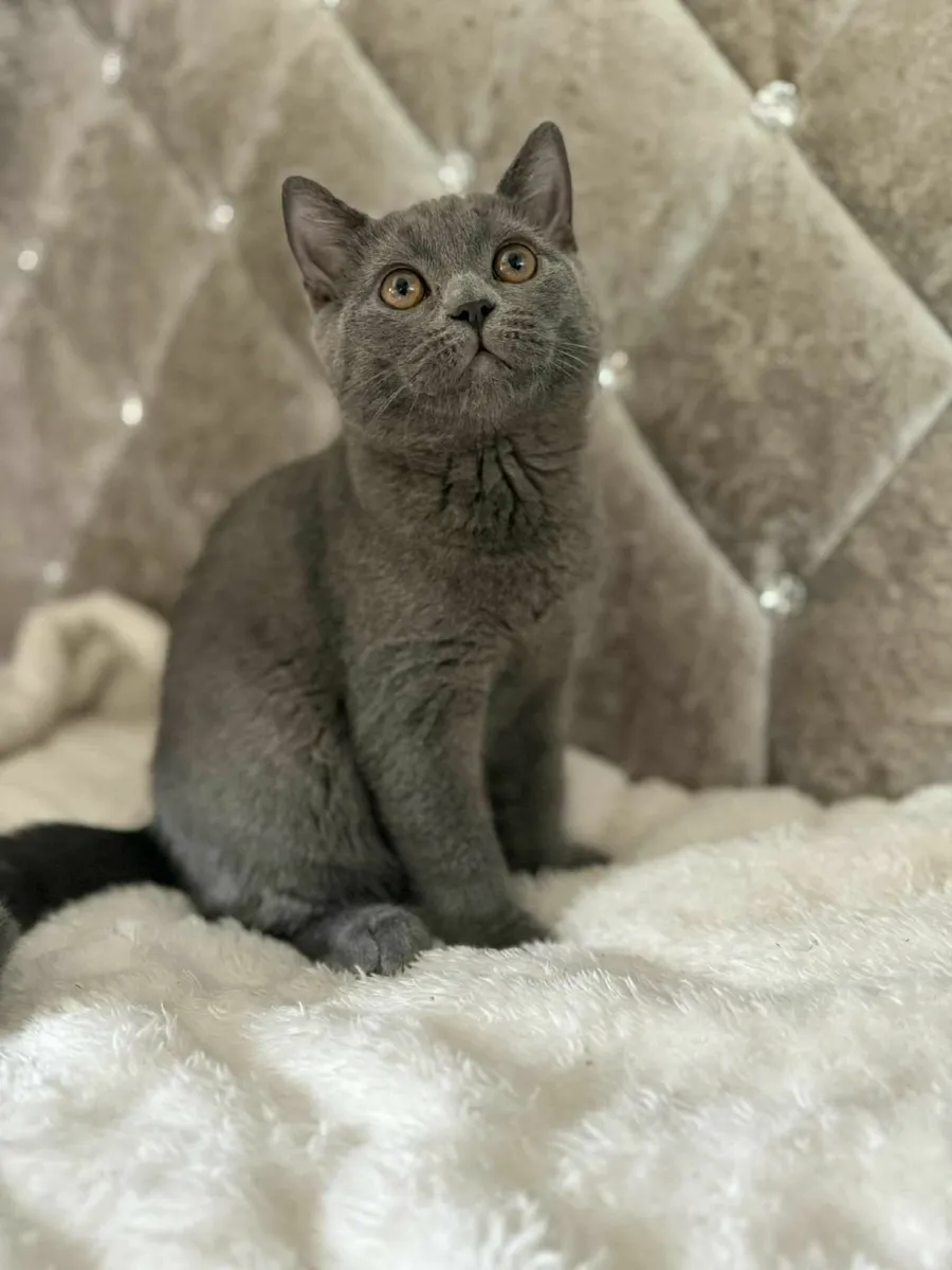 British shorthair kitten - Image 1