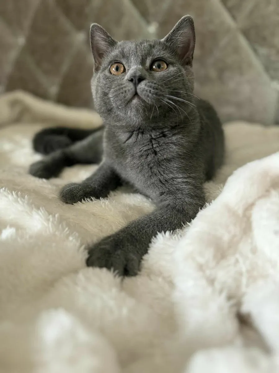 British shorthair kitten - Image 2