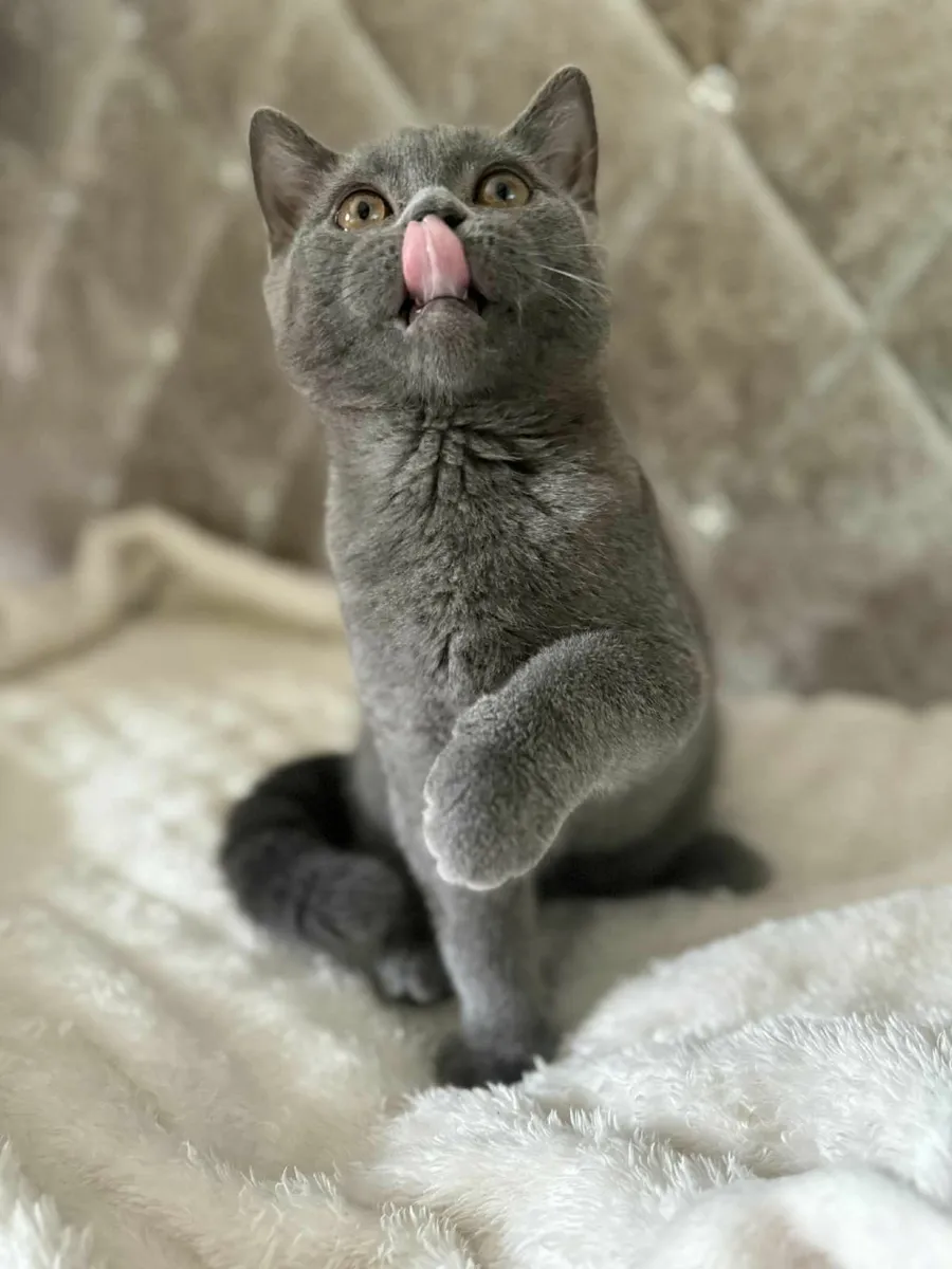 British shorthair kitten - Image 4