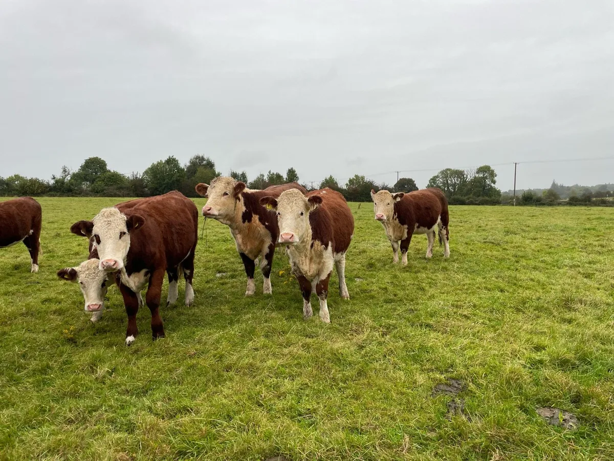 Pedigree Registered Hereford Heifers - Image 1